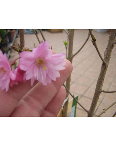 Вишня курильська Рубі | Вишня курильская Руби | Prunus kurilensis Ruby