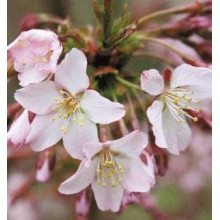 Вишня курильська Рубі | Вишня курильская Руби | Prunus kurilensis Ruby