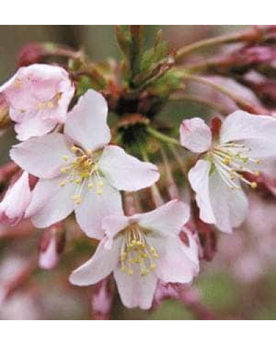 Вишня курильська Рубі | Вишня курильская Руби | Prunus kurilensis Ruby