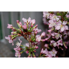 Вишня курильська Рубі | Вишня курильская Руби | Prunus kurilensis Ruby