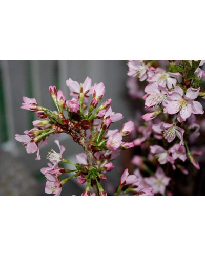 Вишня курильська Рубі | Вишня курильская Руби | Prunus kurilensis Ruby