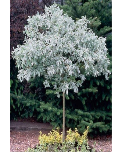Верба швейцарська (куля на штамбі) | Salix helvetica (ball on shtamb) | Ива швейцарская (шар на штамбе)