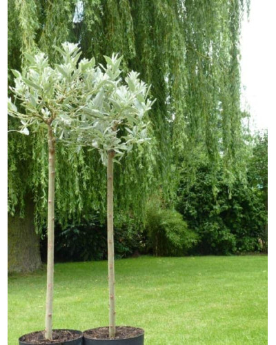 Верба швейцарська (куля на штамбі) | Salix helvetica (ball on shtamb) | Ива швейцарская (шар на штамбе)