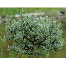 Верба швейцарська (куля на штамбі) | Salix helvetica (ball on shtamb) | Ива швейцарская (шар на штамбе)