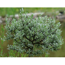 Верба швейцарська (куля на штамбі) | Salix helvetica (ball on shtamb) | Ива швейцарская (шар на штамбе)