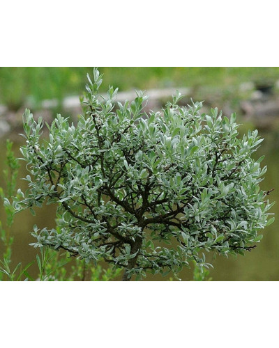 Верба швейцарська (куля на штамбі) | Salix helvetica (ball on shtamb) | Ива швейцарская (шар на штамбе)