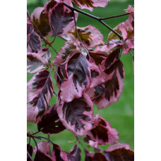 Бук лісовий Розео Маргіната | Fagus silvatica Roseo Marginata | Бук лесной Розео Маргината