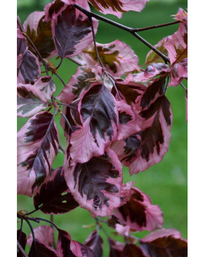 Бук лісовий Розео Маргіната | Fagus silvatica Roseo Marginata | Бук лесной Розео Маргината