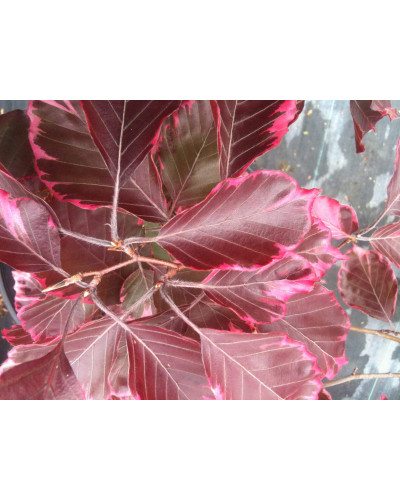 Бук лісовий Розео Маргіната | Fagus silvatica Roseo Marginata | Бук лесной Розео Маргината