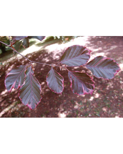 Бук лісовий Розео Маргіната | Fagus silvatica Roseo Marginata | Бук лесной Розео Маргината