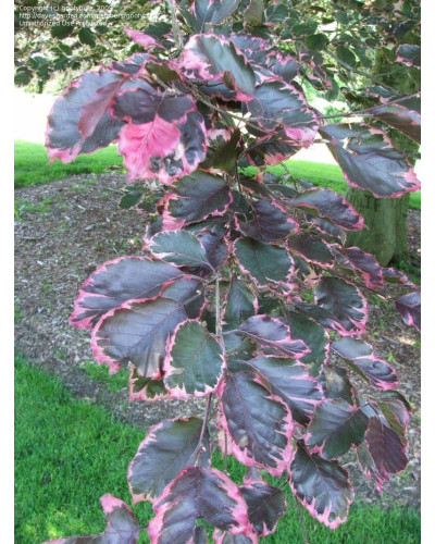 Бук лісовий Розео Маргіната | Fagus silvatica Roseo Marginata | Бук лесной Розео Маргината