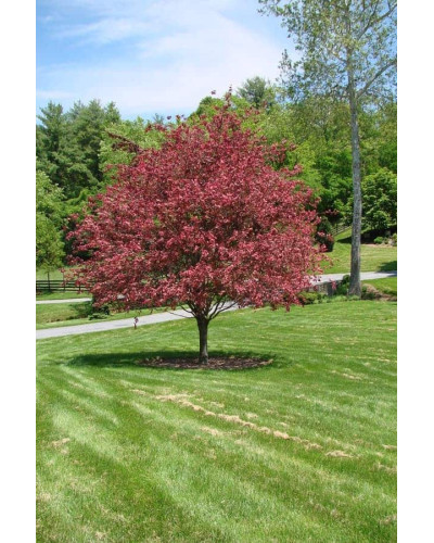 Бук лісовий Розео Маргіната | Fagus silvatica Roseo Marginata | Бук лесной Розео Маргината