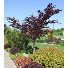 Бук лісовий Розео Маргіната | Fagus silvatica Roseo Marginata | Бук лесной Розео Маргината