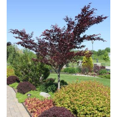 Бук лісовий Розео Маргіната | Fagus silvatica Roseo Marginata | Бук лесной Розео Маргината