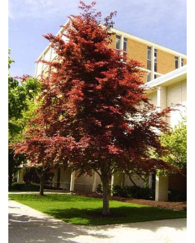Бук лісовий Розео Маргіната | Fagus silvatica Roseo Marginata | Бук лесной Розео Маргината