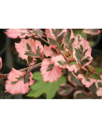 Бук лісовий Розео Маргіната | Fagus silvatica Roseo Marginata | Бук лесной Розео Маргината