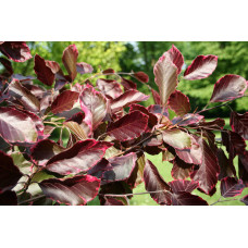Бук лісовий Розео Маргіната | Fagus silvatica Roseo Marginata | Бук лесной Розео Маргината