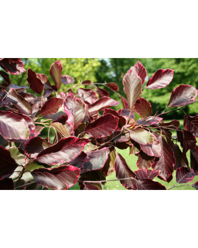 Бук лісовий Розео Маргіната | Fagus silvatica Roseo Marginata | Бук лесной Розео Маргината