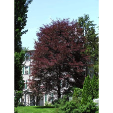 Бук лісовий Розео Маргіната | Fagus silvatica Roseo Marginata | Бук лесной Розео Маргината