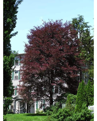 Бук лісовий Розео Маргіната | Fagus silvatica Roseo Marginata | Бук лесной Розео Маргината