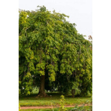 Ясен плакучий Пендула | Ясень плакучий Пендула | Fraxinus excelsior pendula