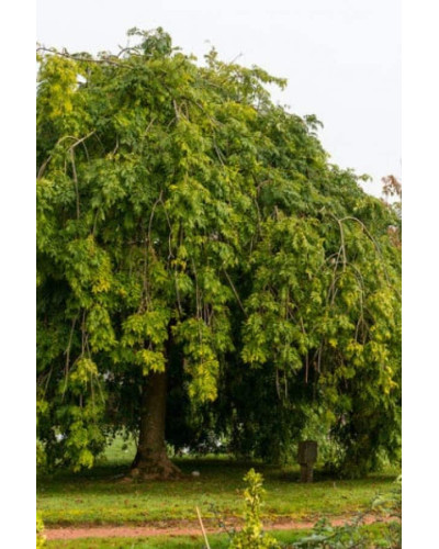 Ясен плакучий Пендула | Ясень плакучий Пендула | Fraxinus excelsior pendula
