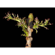 Ясен плакучий Пендула | Ясень плакучий Пендула | Fraxinus excelsior pendula