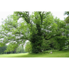 Ясен плакучий Пендула | Ясень плакучий Пендула | Fraxinus excelsior pendula