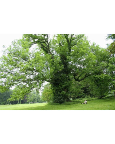 Ясен плакучий Пендула | Ясень плакучий Пендула | Fraxinus excelsior pendula
