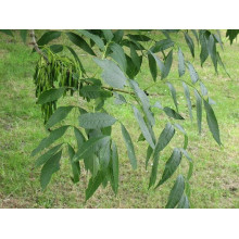 Ясен плакучий Пендула | Ясень плакучий Пендула | Fraxinus excelsior pendula