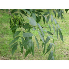 Ясен плакучий Пендула | Ясень плакучий Пендула | Fraxinus excelsior pendula