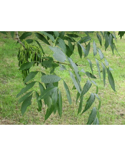 Ясен плакучий Пендула | Ясень плакучий Пендула | Fraxinus excelsior pendula