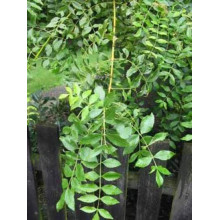 Ясен плакучий Пендула | Ясень плакучий Пендула | Fraxinus excelsior pendula