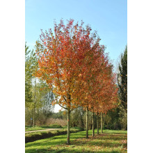 Клен Фрімана Отам Блейз | Acer freemanii Autumn Blaze | Клен Фримана Отам Блейз