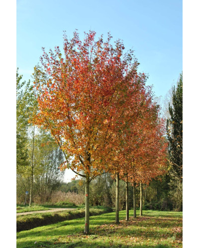 Клен Фрімана Отам Блейз | Acer freemanii Autumn Blaze | Клен Фримана Отам Блейз