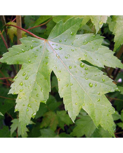 Клен Фрімана Отам Блейз | Acer freemanii Autumn Blaze | Клен Фримана Отам Блейз