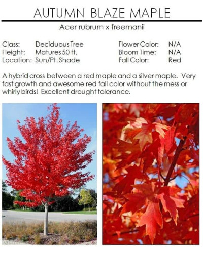 Клен Фрімана Отам Блейз | Acer freemanii Autumn Blaze | Клен Фримана Отам Блейз