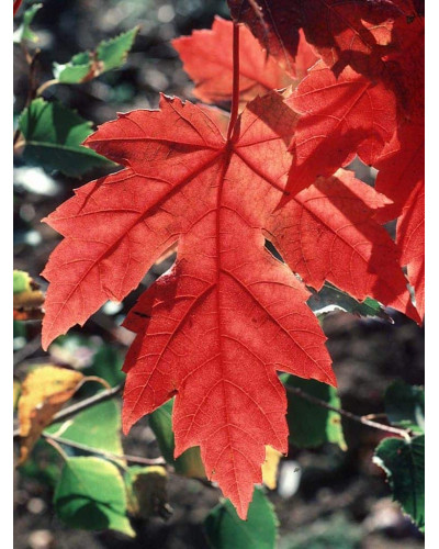 Клен Фрімана Отам Блейз | Acer freemanii Autumn Blaze | Клен Фримана Отам Блейз