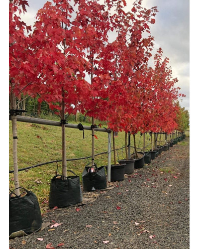 Клен Фрімана Отам Блейз | Acer freemanii Autumn Blaze | Клен Фримана Отам Блейз