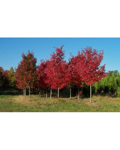 Клен Фрімана Отам Блейз | Acer freemanii Autumn Blaze | Клен Фримана Отам Блейз