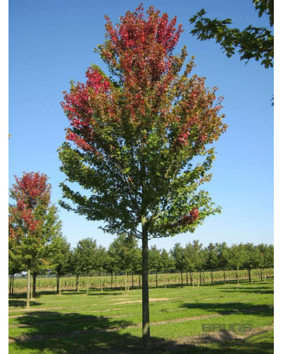Клен Фрімана Отам Блейз | Acer freemanii Autumn Blaze | Клен Фримана Отам Блейз