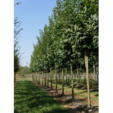 Клен Фрімана Отам Блейз | Acer freemanii Autumn Blaze | Клен Фримана Отам Блейз