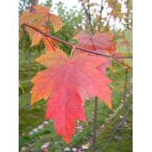 Клен Фрімана Отам Блейз | Acer freemanii Autumn Blaze | Клен Фримана Отам Блейз