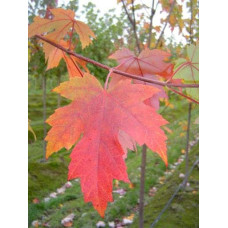 Клен Фрімана Отам Блейз | Acer freemanii Autumn Blaze | Клен Фримана Отам Блейз