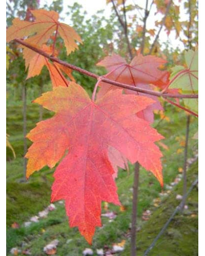 Клен Фрімана Отам Блейз | Acer freemanii Autumn Blaze | Клен Фримана Отам Блейз