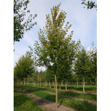 Клен Фрімана Отам Блейз | Acer freemanii Autumn Blaze | Клен Фримана Отам Блейз