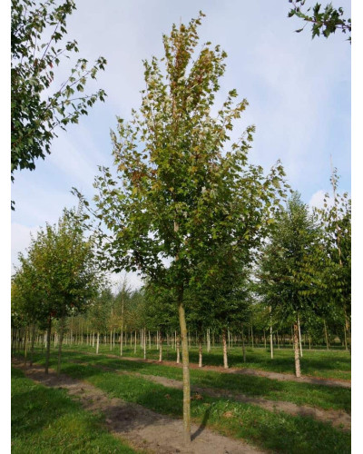Клен Фрімана Отам Блейз | Acer freemanii Autumn Blaze | Клен Фримана Отам Блейз