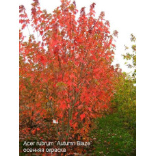 Клен Фрімана Отам Блейз | Acer freemanii Autumn Blaze | Клен Фримана Отам Блейз