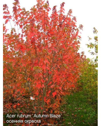 Клен Фрімана Отам Блейз | Acer freemanii Autumn Blaze | Клен Фримана Отам Блейз