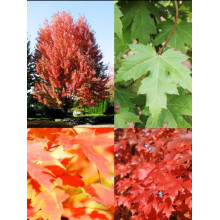 Клен Фрімана Отам Блейз | Acer freemanii Autumn Blaze | Клен Фримана Отам Блейз